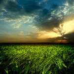 翠绿的麦地摄影图片
