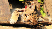 猫咪图片素材 晒太阳的小猫