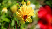 高清黄色花朵图片 蜜蜂采蜜摄影