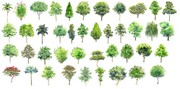 3D景观树图片素材