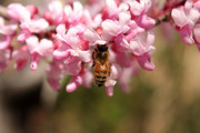 高清洋槐与蜜蜂图片素材
