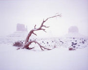 雪地里的枯树枝 高清冬天图片素材