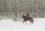 雪中骑马的图片