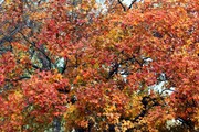 秋天枫树图片