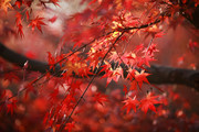 红色枫叶高清图片