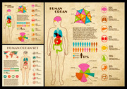 医疗统计表 人体器官图表素材