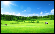 绿色草原高清图片