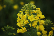 油菜花特写照片 黄色花卉摄影