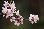 一枝桃花 春天花朵摄影