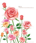 手繪粉色玫瑰花圖片