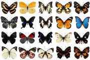 蝴蝶图片 昆虫标本素材