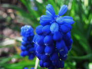 藍色花朵照片