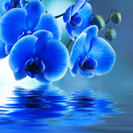 蓝色蝴蝶兰照片