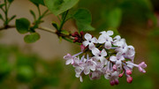 紫色丁香花摄影图片