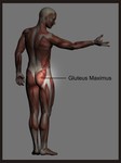 男性肌肉结构图