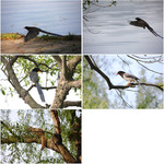 林间飞鸟摄影图片