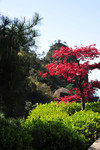 红杉树摄影图片