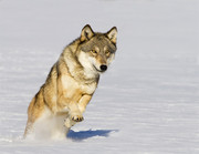 奔跑的狼图片