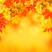 秋天枫叶图片高清素材
