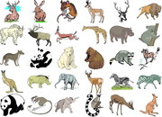 各种野生动物矢量图片