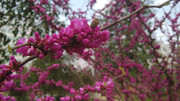 紫荊花圖片攝影