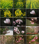 春天植物花卉摄影图片下载