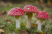 红蘑菇毒蘑菇图片