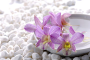 白色石头和紫色花朵图片