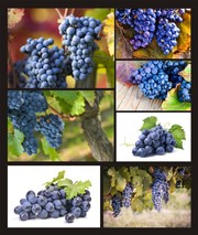 新鲜葡萄高清图片