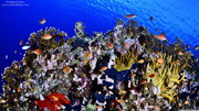 海底世界高清图片