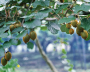 猕猴桃果树