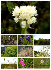 高原花卉攝影圖片