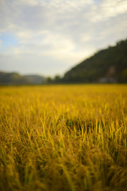 金色稻子摄影图片