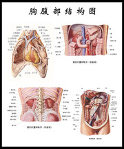 人体胸腹结构图