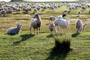 蒙古草原的绵羊图片