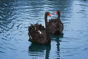 湖面的两只黑天鹅图片