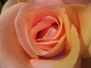 粉红玫瑰大图