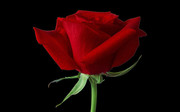 高清红色玫瑰花
