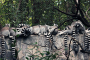 动物园浣熊摄影图片