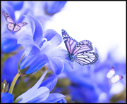 蓝色花朵和蝴蝶