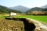 农村春季稻田风格图片