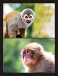 猴子摄影图片