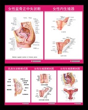 妇科人体解剖结构图展板
