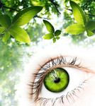 绿叶和眼睛创意图片