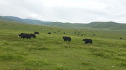 高原耗牛摄影图片
