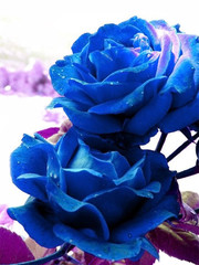 蓝色玫瑰高清大图