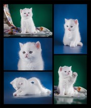 可爱白猫图片素材