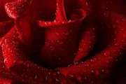 带着水珠的红色玫瑰