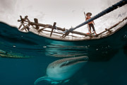 鲸鲨图片