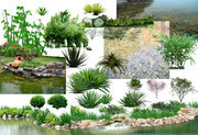 水生植物景观设计素材